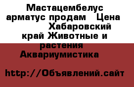 Мастацембелус арматус продам › Цена ­ 3 000 - Хабаровский край Животные и растения » Аквариумистика   